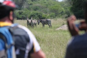 Fahrrad-Safari hautnah in Uganda: Zebras im Lake Mburo Nationalpark
