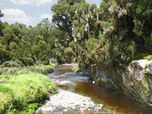 Mobuku Fluss Ruwenzori