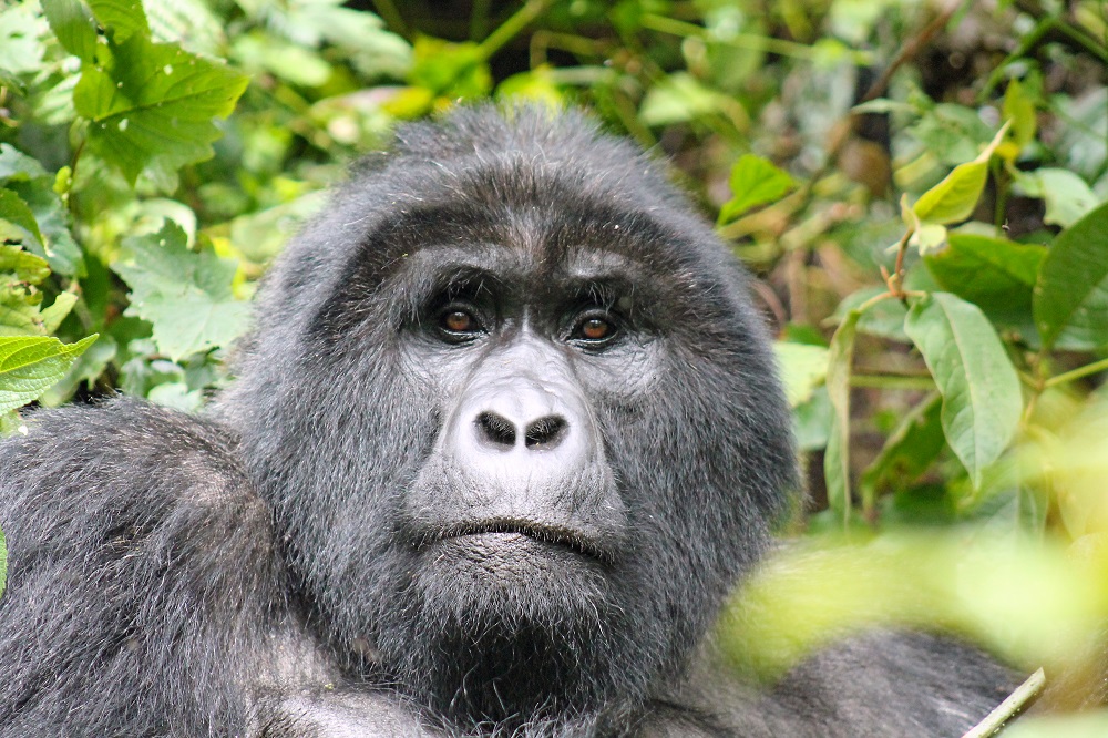 Gorilla im Bwindi