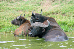Büffel beim Bad im Kazinga-Kanal