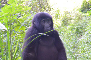 Gorilla Bwindi NP