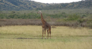 Akagera Nationalpark
