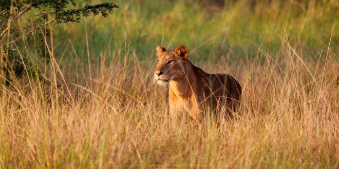 Wachsame Löwin im Kidepo Nationalpark