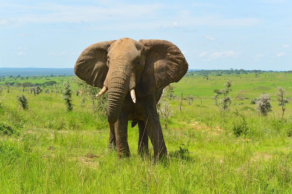 Elefantenbulle im Murchison Falls Nationalpark