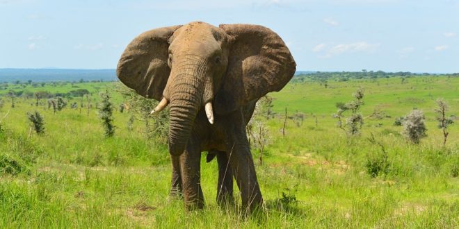 Elefantenbulle im Murchison Falls Nationalpark