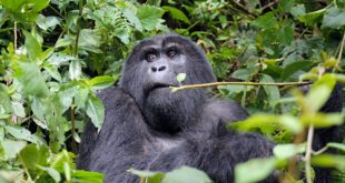 Mgahinga Gorilla Nationalpark