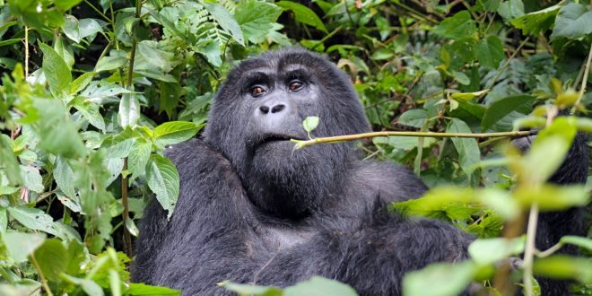 Gorilla Im Mgahinga Gorilla Nationalpark