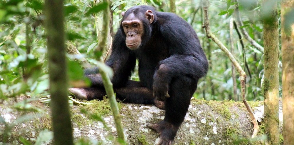 Ruanda: nachdenklicher Schimpanse