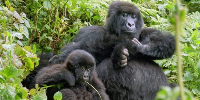 Gorillamutter und ihr Kind im Volcanoes NP
