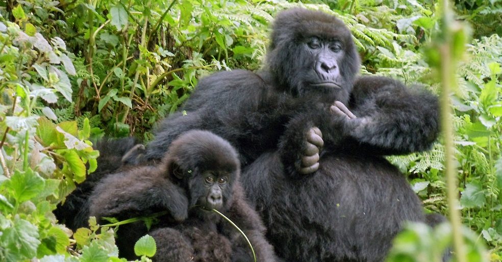 Gorillamutter und ihr Kind im Volcanoes NP